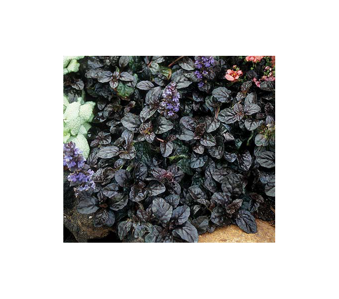  Ajuga Reptans 'Black Scallop'