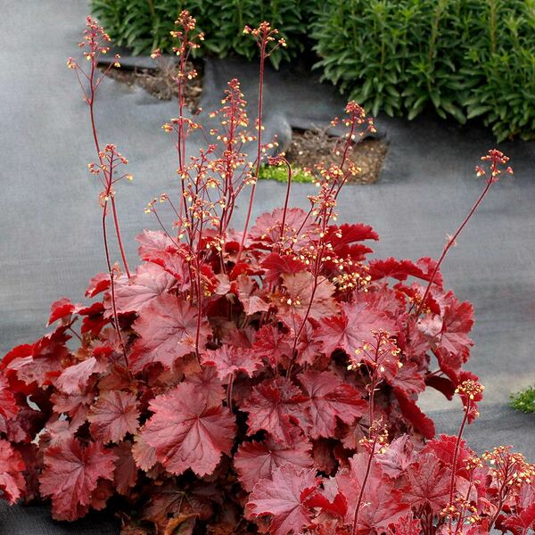  Four Of A Kind Heuchera
