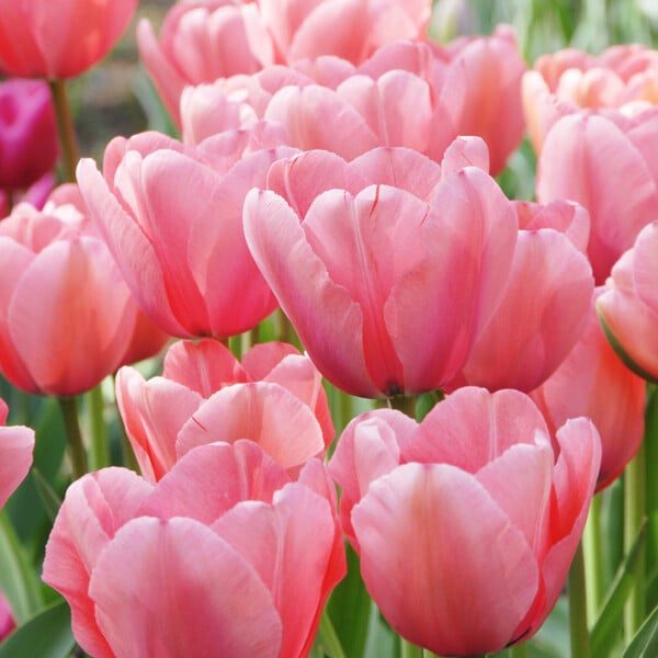  Tulip 'Pink Impression'