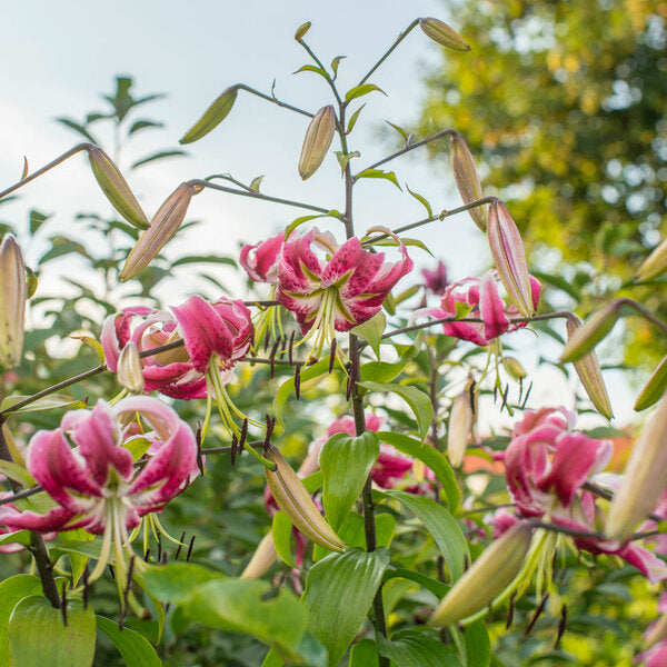  Lilium 'Black Beauty'