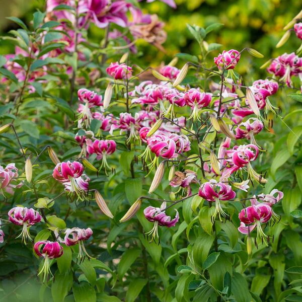  Lilium 'Black Beauty'
