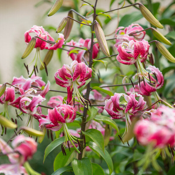  Lilium 'Black Beauty'