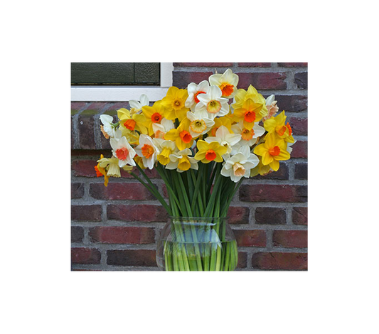  Weatherproof Large-Cupped Daffodil Mix